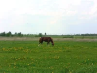 SAM_2981.webp