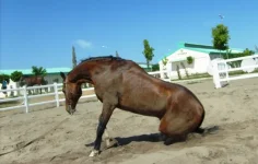 S6302249.webp