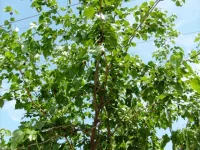 S6302353.webp