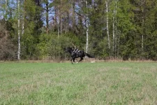 скачем 1.webp