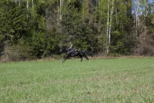 скачем 2.webp