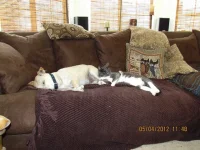 snoopy and cat.webp