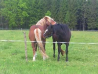 SAM_3015.webp