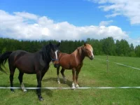 SAM_3005.webp