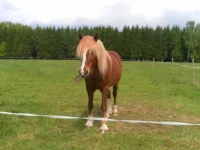 SAM_3002.webp