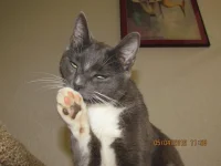 high 5.webp