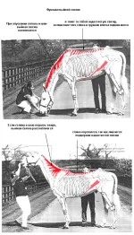 Nuchal lig func.webp