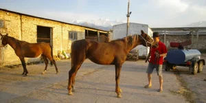 _5732.webp