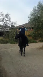 where's my bridle.webp