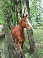 Tanner.webp