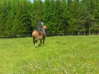 SAM_3079.webp