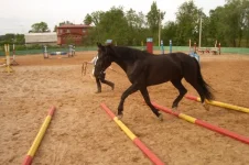 Голубка.webp