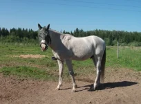 DSCF3531.webp