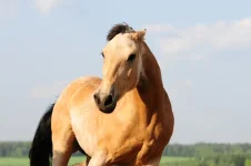 208652589.webp