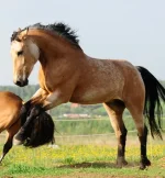 208652513.webp