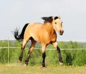 208652924.webp