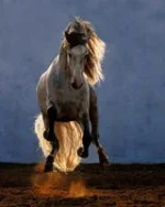 10895617-sm.webp