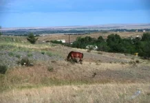 DSCF3584.webp