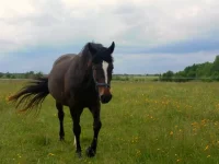 SAM_3111.webp