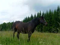 SAM_3115.webp