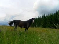 SAM_3112.webp