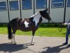 IMG-20180614-WA0003.jpg IMG-20180614-WA0003.jpg