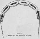 The-Horse-s-Teeth-59.webp