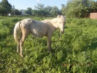 DSCN0358.webp