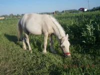 DSCN0366.webp