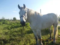 DSCN0381.webp