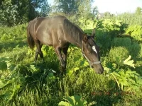 DSCN0382.webp