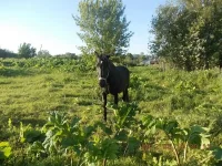 DSCN0383.webp