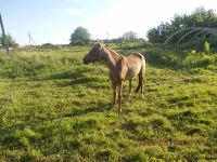 DSCN0384.webp