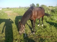 DSCN0385.webp