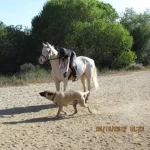 Catch the dog.webp