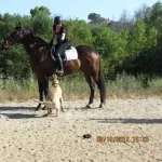 catch the dog 2.webp