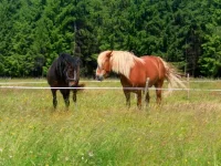 SAM_3133.webp