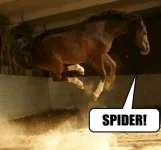 spider-jumping-horse.webp