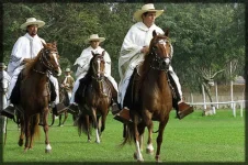 peruvian horse.webp