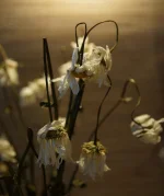 DSC01083.webp