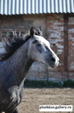 93795-5f3c8-48958018-m750x740-uc487d.webp