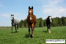93795-5584d-48957500-m750x740-ud97c8.webp