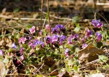 IMG_3196_1r-первоцвет.webp