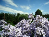 IMG_0052.webp