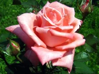 IMG_0046.webp