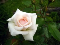 IMG_0002 (1).webp