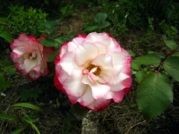 IMG_0012.webp