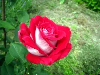 IMG_0011.webp
