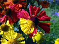 +++IMG_0951.webp
