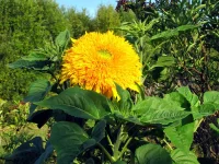 +++IMG_0999.webp